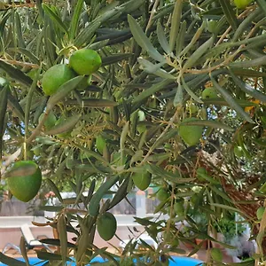  Séjour chez l'habitant El Olivo Espagne